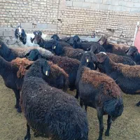 میش عزل افشار 14عدد|حیوانات مزرعه|تربت‌حیدریه, میدان مرکزی|دیوار