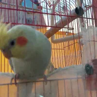 عروس هلندی|پرنده|سمنان, |دیوار