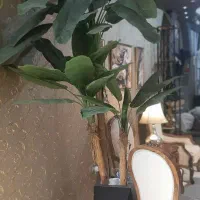 درختچه موز سه متر ارتفاع