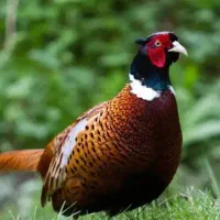 مرغ آمریکایی. هیو