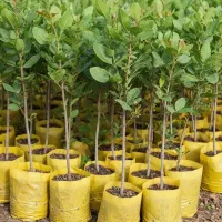 نهال پسته درجه یک با شناسنامه و لیبل + خرید مطمئن|خدمات باغبانی و درختکاری|کرمانشاه, |دیوار