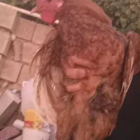 خروس دیلگونی|حیوانات مزرعه|چرام, |دیوار