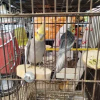 عروس هلندی|پرنده|کرج, عظیمیه|دیوار