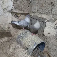 جفت موشی الماسی طوق سفید