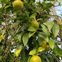 میوه نارنج آبدار|عمده‌فروشی|بندر انزلی, نوغان|دیوار