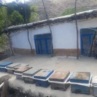 فروش زنبور عسل