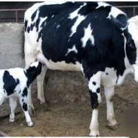 فروش شیر گاو