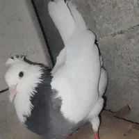 کبوتر طوقی ماده