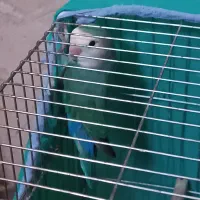 جفت مرغ عشق و یک کوتوله