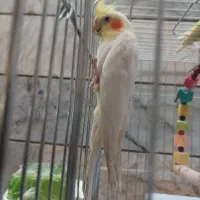 عروس هلندی|پرنده|بیرجند, |دیوار