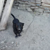 پاکوتاه فیندو نر|سگ|میاندوآب, |دیوار