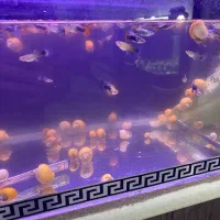 حلزون|ماهی|هشتگرد, فاز ۳ مهستان|دیوار