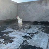 خروس گلین|حیوانات مزرعه|شهرکرد, |دیوار