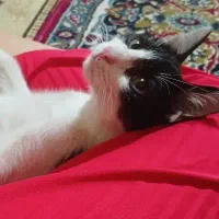 گربه واگذاری فوری|گربه|ارومیه, |دیوار