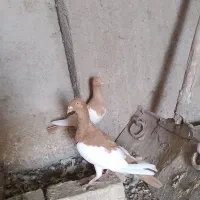 یهودی زرد جفتی