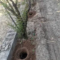 سمپاشی قطره ای باغبانی گیاهپزشکی  کاشت چمن|خدمات باغبانی و درختکاری|شیراز, تاچارا|دیوار