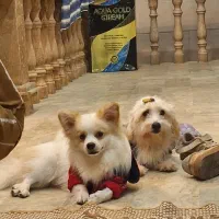 دوتاهاپوفقلاده بامزه