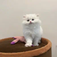 بچه گربه حبه قند پرشین