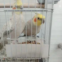 طوطی عروس هلندی|پرنده|تاکستان, |دیوار