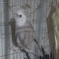 نر آماده وایت فیس