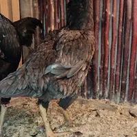 مرغ لاری تاج مهر تمام طوسی