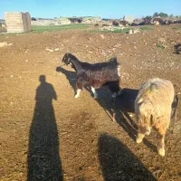 دو راس بز چپر