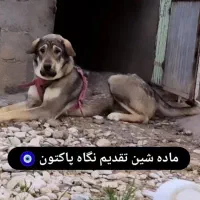 ماده پژدر گمشده