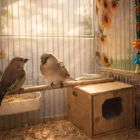 جفت فنچ بال صورتی