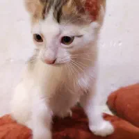 واگذاری رایگان ۵عدد بچه گربه