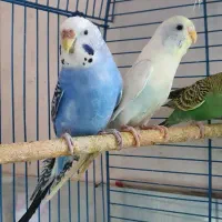 مرغ عشق|پرنده|قم, نیروگاه|دیوار