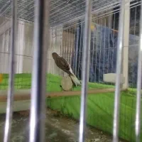 تعداد قناری ماده اماده و نر اماده|پرنده|ری, سیزده آبان|دیوار