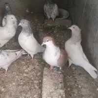 کفتر کبوتر کله طوقی