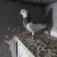 کبوتر همشون هم پرشی هم بازیدار|پرنده|اردبیل, |دیوار