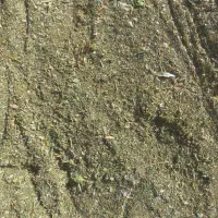 کاه سبز ،کاه لوبیا چیتی