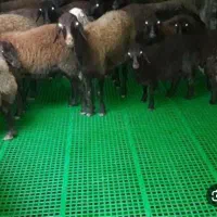 کفپوش گوسفند