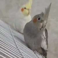 عروس هلندی و مرغ عشق