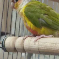 پرنده گرینچیک آناناسی جنسیت نر با سن دوساله