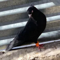 زاغ کلاهی|پرنده|بم, |دیوار