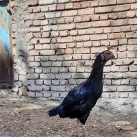 مرغ‌وخروس‌لاری|حیوانات مزرعه|نیر (اردبیل), |دیوار