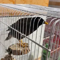 مرغ مینا ستاره ای|پرنده|مرودشت, بیست متری بیمارستان|دیوار