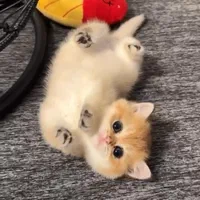 گربه اسکاتیش برتیش از پدر و مادر وارداتی|گربه|تبریز, |دیوار