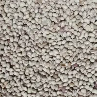 فروش لوبیا چیتی