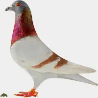 کبوتر پلاکی