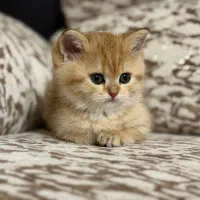 واگذاری گربه بریتیش