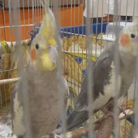 دو عدد طوطی عروس سخن گو نر و ماده همراه قفس