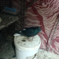 پرنده|پرنده|بم, |دیوار