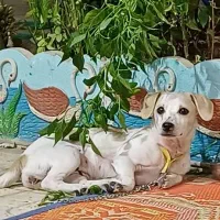 توله سگ اشپیتز