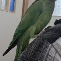 طوطی ملنگو سخنگو|پرنده|بیرجند, |دیوار