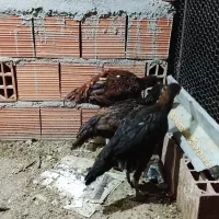 مرغ و خروس لاری|حیوانات مزرعه|کردکوی, |دیوار