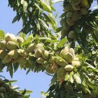 مرغوب ترین ارقام میوه در نهالستان غرب نهال|خدمات باغبانی و درختکاری|ساری, |دیوار